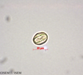 Alchornea iricurana - lame n° 28006